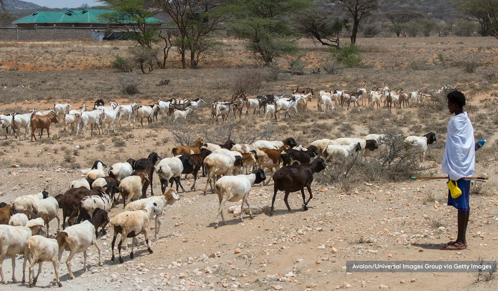 teenage boy looking over at herd of goats and sheep